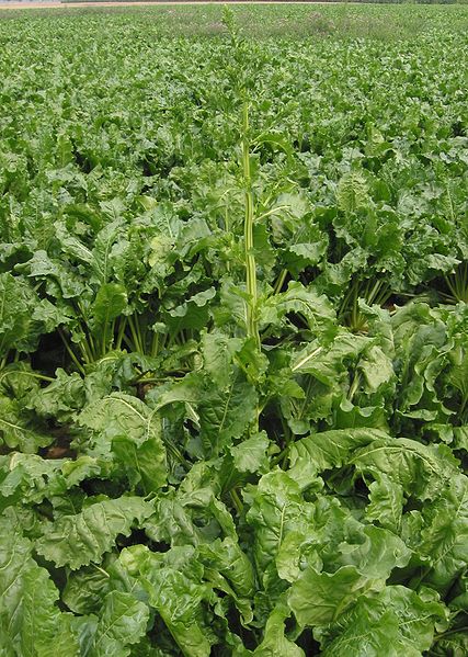 427px-Suikerbiet_bloeistengel_Beta_vulgaris.jpg